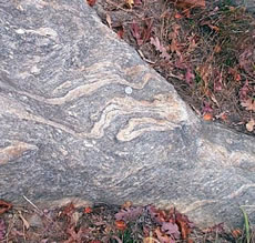 Fordham Gneiss showing characteristic white veins