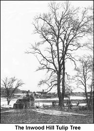 The Inwood Hill Tulip Tree